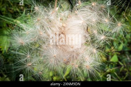 Thistledown Stockfoto