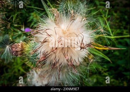 Thistledown Stockfoto