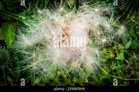 Thistledown Stockfoto