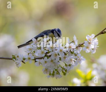 Ein winziger Vogel, der auf einem weißen Kirschblütenzweig im Park sitzt. Stockfoto