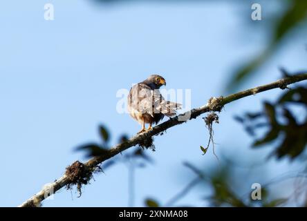 Falke am Straßenrand, Wegebussard, Buse à gros bec, Rupornis magnirostris, rovarászölyv, Mindo Valley, Ecuador, Südamerika Stockfoto