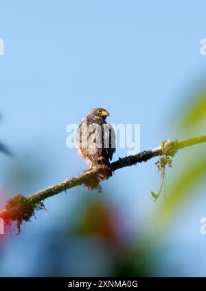 Falke am Straßenrand, Wegebussard, Buse à gros bec, Rupornis magnirostris, rovarászölyv, Mindo Valley, Ecuador, Südamerika Stockfoto