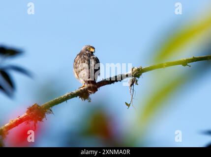 Falke am Straßenrand, Wegebussard, Buse à gros bec, Rupornis magnirostris, rovarászölyv, Mindo Valley, Ecuador, Südamerika Stockfoto