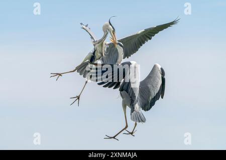 Graureiher, Ardea cinerea, zwei Erwachsene kämpfen in der Luft, Hortobagy, Ungarn, 3. Mai 2024 Stockfoto