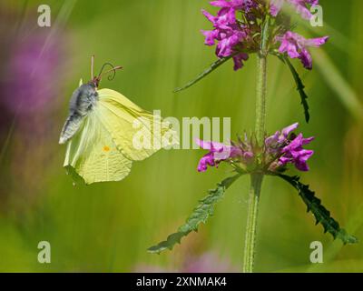 Schwefel-Schmetterling Gonopteryx rhamni männlich, der zwischen den Blüten von Betony Stachys officinalis flitzt - Gloucestershire UK Stockfoto