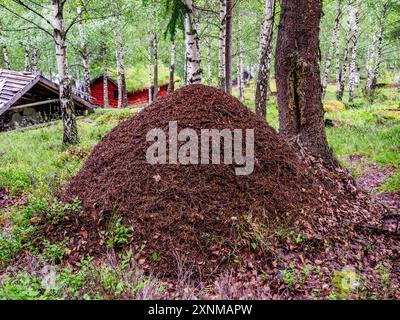 Großer Wald Ant Formica rufa Nesthügel in Birkenwäldern in der Nähe eines kleinen Dorfes in Norwegen Stockfoto