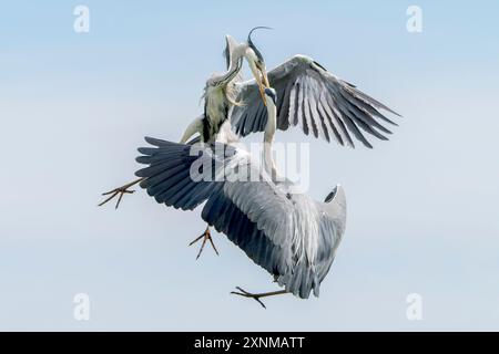 Graureiher, Ardea cinerea, zwei Erwachsene kämpfen in der Luft, Hortobagy, Ungarn, 3. Mai 2024 Stockfoto