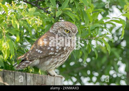 Eulen, Athene noctua, alleinerziehender Erwachsener auf dem Posten, Hortobagy, Ungarn, 1. Mai 2024 Stockfoto