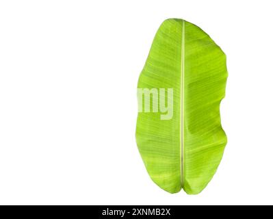 Aus Bananenblatt mit Beschneidungspfad auf weißem Hintergrund ausschneiden. Detaillierte Beschneidungspfade für einfache Bearbeitung. Ideal für den Einsatz in der Präsentation von Designprojekten Stockfoto