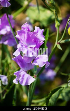 Lila rosa Süßerbse, Lathyrus Odoratus, blühende Blüte Stockfoto