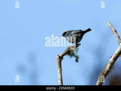 Beryl-gespangelte Tanager, Calliste béryl, Tangara nigroviridis, Mindo-Tal, Ecuador, Südamerika Stockfoto