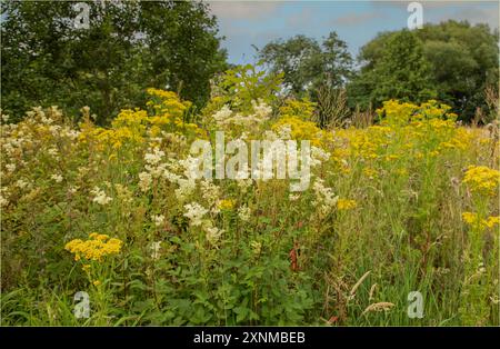 Lower Peover, Knutsford, Cheshire, Großbritannien - 30. Juli 2024 - Eine feuchte Wiese mit Meadow Sweet und Common Ragkraut, die zusammen mit anderen Wildblumen wachsen Stockfoto