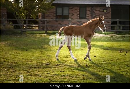 Lower Peover, Knutsford, Cheshire, Großbritannien - 30. Juli 2024 - Kastanien und weißes Fohlen auf einem Feld in der späten Abendsonne Stockfoto