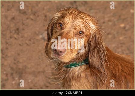 Lower Peover, Knutsford, Cheshire, Großbritannien - 30. Juli 2024 - Roter arbeitender Cocker Spaniel mit einem Ggree-Kragen Stockfoto