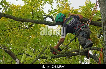 Baumchirurg bei der Arbeit hoch oben am Baum mit der Kettensäge. Stockfoto