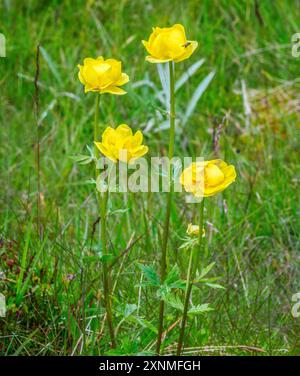 Globus Blume Trollius europaeus wächst auf feuchten Waldwiesen in Zentralnorwegen Stockfoto