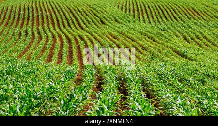 Mais Zea mays Zuckermais oder Maisfeld in Reihen in einem Somerset Field UK gepflanzt Stockfoto