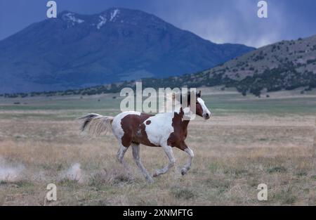 Die Wildpferdeherde des Onaqui Mountain hat eine leichte bis mittelschwere Struktur und ist in Farben wie Sauerampfer, roan, Buchleder, Schwarz, Palomino, und grau. Stockfoto