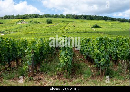 Grüne Grand Cru- und Premier Cru-Weinberge mit Kreuz und Reihen von Pinot Noir-Traubenpflanzen in Cote de nuits, die aus dem berühmten rot-weißen Burgund wi hergestellt werden Stockfoto