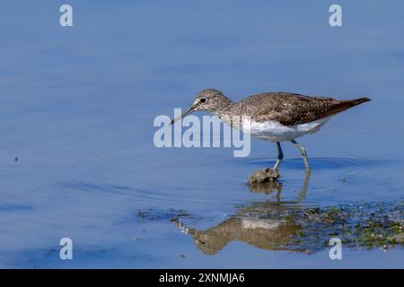 Grüner Sandpiper (Tringa ochropus), der im Sommer kleine wirbellose Tiere im Flachwasser entlang des Seeufers in Feuchtgebieten sucht Stockfoto