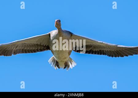Graugans / Graugans (Anser anser), Nahaufnahme im Flug gegen blauen Himmel im Sommer Stockfoto
