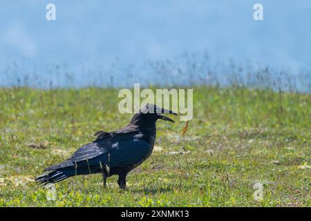Rabe Corvus Corax, in Cape St. Mary's, Neufundland Kanada, spielt mit einem orangen Stück Material, das es auf dem Boden fand Stockfoto