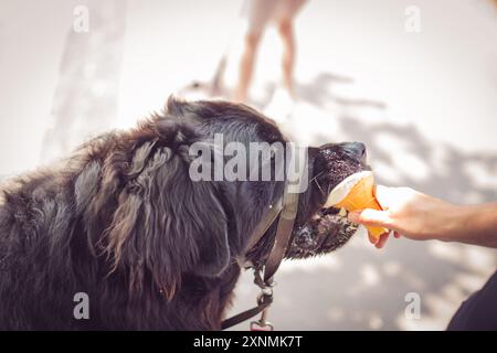 Neufundland Welpe isst ein Eis Stockfoto