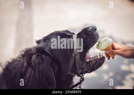 Neufundland Welpe isst ein Eis Stockfoto