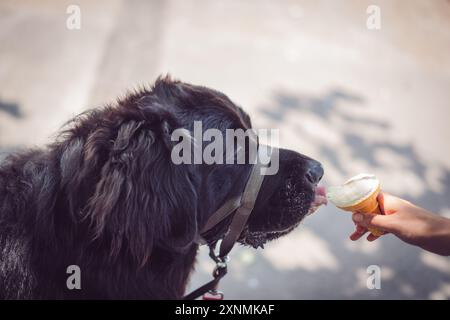 Neufundland Welpe isst ein Eis Stockfoto