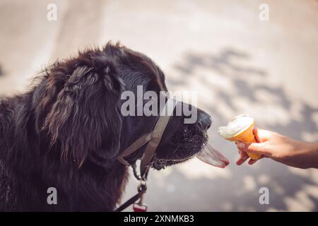 Neufundland Welpe isst ein Eis Stockfoto