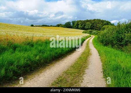 Eine friedliche, unbefestigte Straße schlängelt sich durch lebendige Felder mit Gras und Wildblumen unter einem ruhigen Himmel voller flauschiger Wolken. Stockfoto