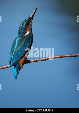 Juvenile eisvogel haben dunkle Füße, die sie von Erwachsenen mit roten Beinen und Füßen unterscheiden. Stockfoto