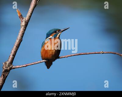 Juvenile eisvogel haben dunkle Füße, die sie von Erwachsenen mit roten Beinen und Füßen unterscheiden. Stockfoto