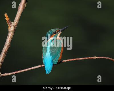 Juvenile eisvogel haben dunkle Füße, die sie von Erwachsenen mit roten Beinen und Füßen unterscheiden. Stockfoto