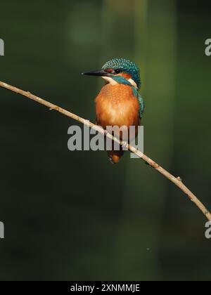 Juvenile eisvogel haben dunkle Füße, die sie von Erwachsenen mit roten Beinen und Füßen unterscheiden. Stockfoto