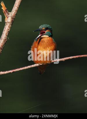 Juvenile eisvogel haben dunkle Füße, die sie von Erwachsenen mit roten Beinen und Füßen unterscheiden. Stockfoto