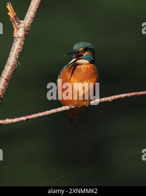 Juvenile eisvogel haben dunkle Füße, die sie von Erwachsenen mit roten Beinen und Füßen unterscheiden. Stockfoto