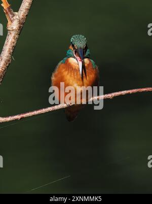 Juvenile eisvogel haben dunkle Füße, die sie von Erwachsenen mit roten Beinen und Füßen unterscheiden. Stockfoto