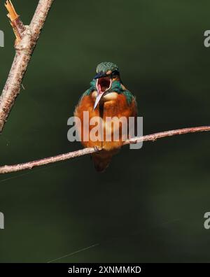 Juvenile eisvogel haben dunkle Füße, die sie von Erwachsenen mit roten Beinen und Füßen unterscheiden. Stockfoto