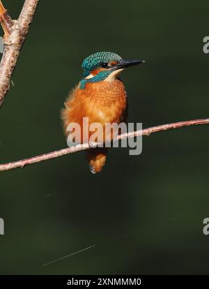 Juvenile eisvogel haben dunkle Füße, die sie von Erwachsenen mit roten Beinen und Füßen unterscheiden. Stockfoto