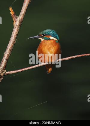 Juvenile eisvogel haben dunkle Füße, die sie von Erwachsenen mit roten Beinen und Füßen unterscheiden. Stockfoto