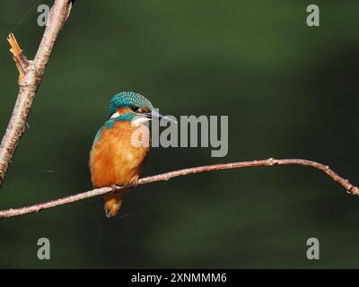 Juvenile eisvogel haben dunkle Füße, die sie von Erwachsenen mit roten Beinen und Füßen unterscheiden. Stockfoto