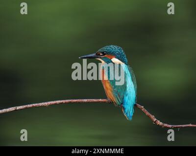 Juvenile eisvogel haben dunkle Füße, die sie von Erwachsenen mit roten Beinen und Füßen unterscheiden. Stockfoto