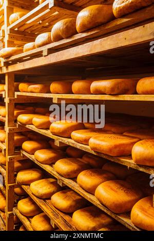 Handwerkliche Herstellung von handwerklichem Mahon-Käse, Alcaiduset, Alaior, Menorca, Balearen, Spanien Stockfoto