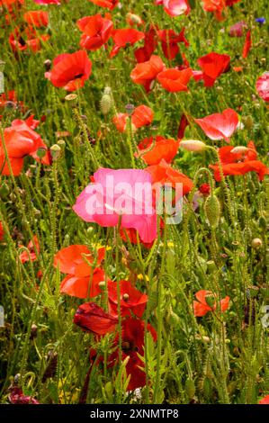 Aufrechtes Foto von Mohn auf einer wilden Blumenwiese in den Cotswolds. England. Stockfoto