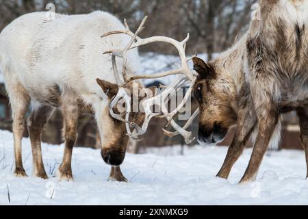 Weideland caribou (Rangifer tarandus caribou) mit Geweih gesperrt, im Winter, erschossen im Ecomuseum, Zoologischer Park in Sainte-Anne-de-Bellevue, Qué Stockfoto