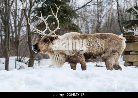 Weideland caribou (Rangifer tarandus caribou) mit Geweih gesperrt, im Winter, erschossen im Ecomuseum, Zoologischer Park in Sainte-Anne-de-Bellevue, Qué Stockfoto