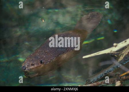 Biber im Teich, Montreal Biodome, Montreal, Quebec Stockfoto