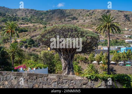 Der Drago Milenario ist ein kanarischer Drachenbaum in Icod de los Vinos auf Teneriffa Stockfoto