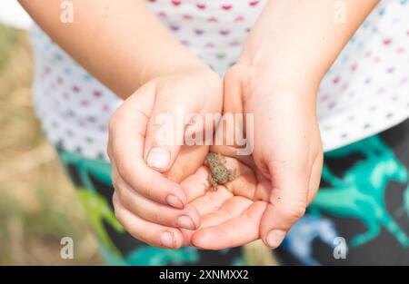 Ein junges Mädchen mit einer Kröte, die in einem Garten gefunden wurde. Stockfoto